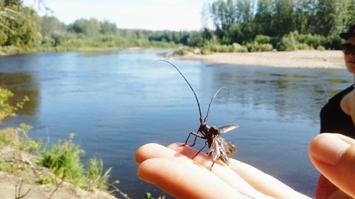 White-spotted Sawyer photo 6