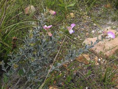 Podalyria argentea