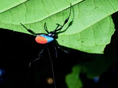 Leucauge sarawakensis