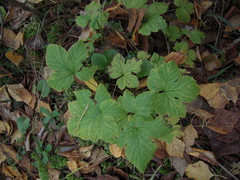 Rubus humulifolius