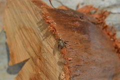 Usia aenea