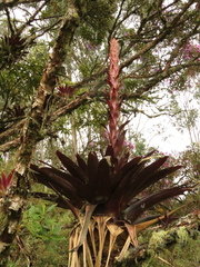 Tillandsia pastensis