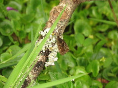 Panyapedaliodes drymaea