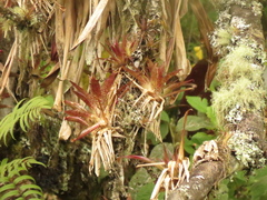 Tillandsia biflora