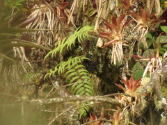 Serpocaulon sessilifolium
