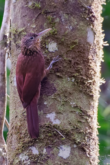 Xiphorhynchus guttatus