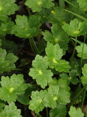 Hydrocotyle ranunculoides