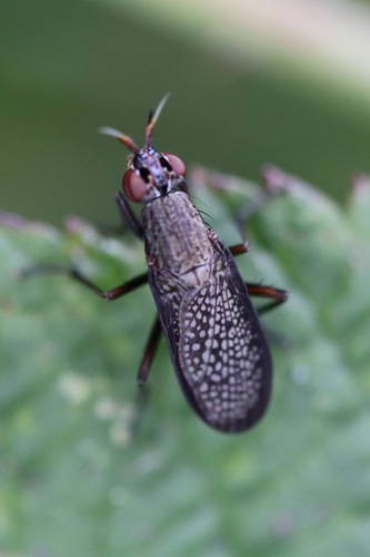 Sieve-winged Snailkiller, Noordwijk aan Zee, Noordwijk, Nederland, photo 7 of 10