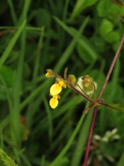 Calceolaria mexicana