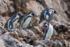 Spheniscus humboldti