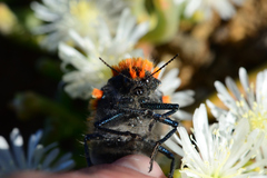 Julodis cirrosa hirtiventris