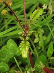 Calceolaria mexicana