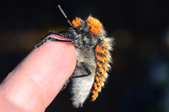 Julodis cirrosa hirtiventris