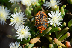 Julodis cirrosa hirtiventris