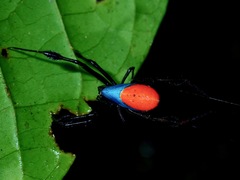 Leucauge sarawakensis