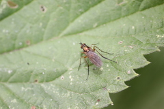 Dolichopus ungulatus