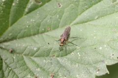 Dolichopus ungulatus