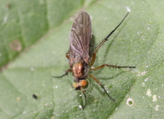 Dolichopus ungulatus