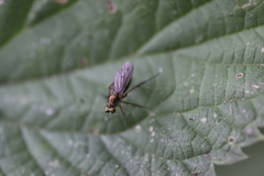 Dolichopus ungulatus