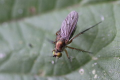 Dolichopus ungulatus