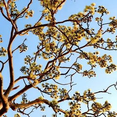 Albizia tanganyicensis