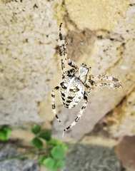 Araneus diadematus