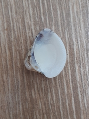 Anomalocardia flexuosa