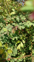 Apis mellifera