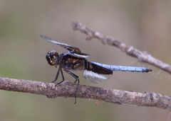 Libellula luctuosa