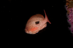 Caesioperca lepidoptera