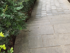 Euprepiophis mandarinus