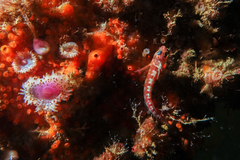 Notoclinops segmentatus