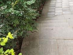 Euprepiophis mandarinus