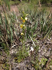 Diuris nigromontana