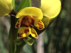 Diuris nigromontana
