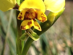 Diuris nigromontana