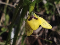 Diuris nigromontana