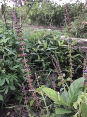Coleus monostachyus