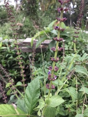 Coleus monostachyus