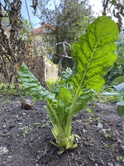 Beta vulgaris vulgaris