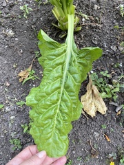 Beta vulgaris vulgaris