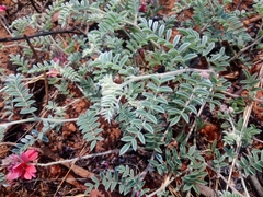 Indigofera malacostachys