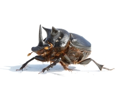 Onthophagus mniszechi