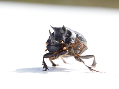 Onthophagus mniszechi