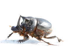 Onthophagus mniszechi