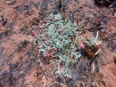 Indigofera malacostachys
