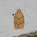 Yellow-winged Oak Leafroller Moth - Photo (c) Cullen Hanks, some rights reserved (CC BY-NC), uploaded by Cullen Hanks
