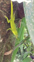 Anolis evermanni