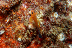 Notoclinops segmentatus