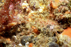 Ectopleura